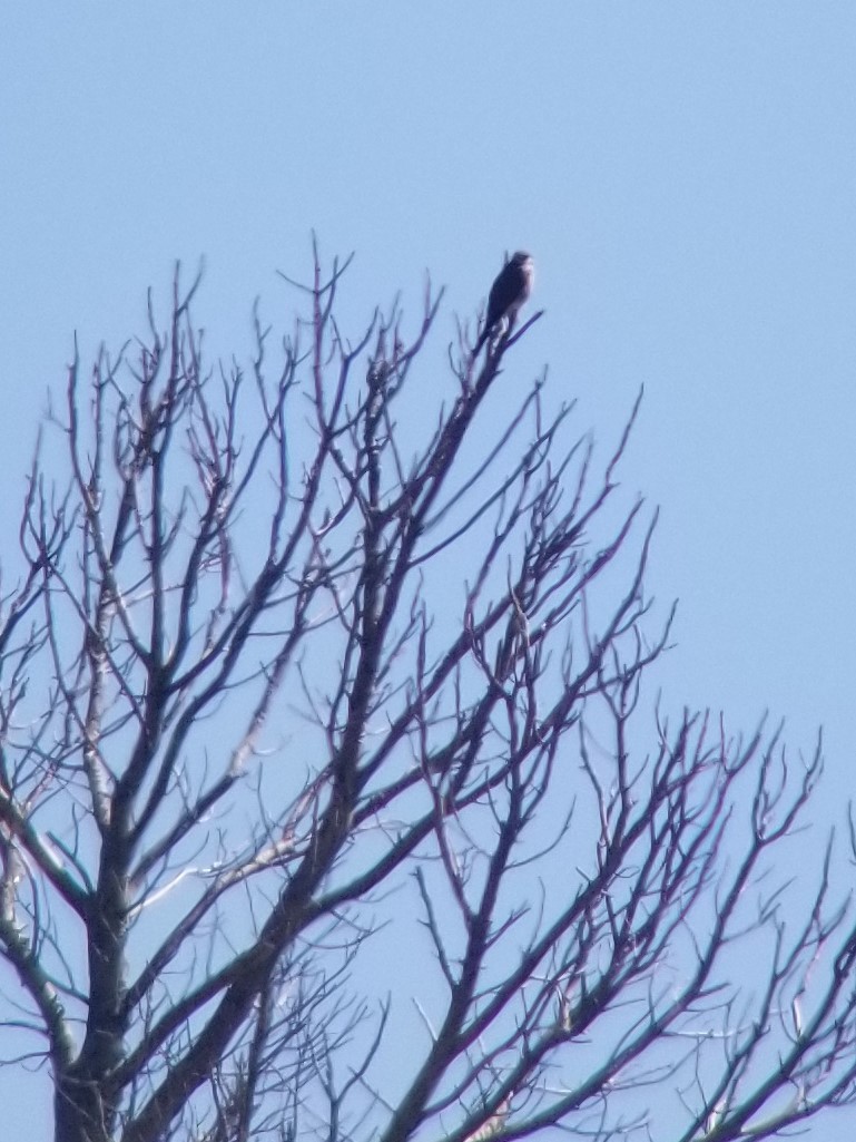 Prairie Falcon - Craig Felts