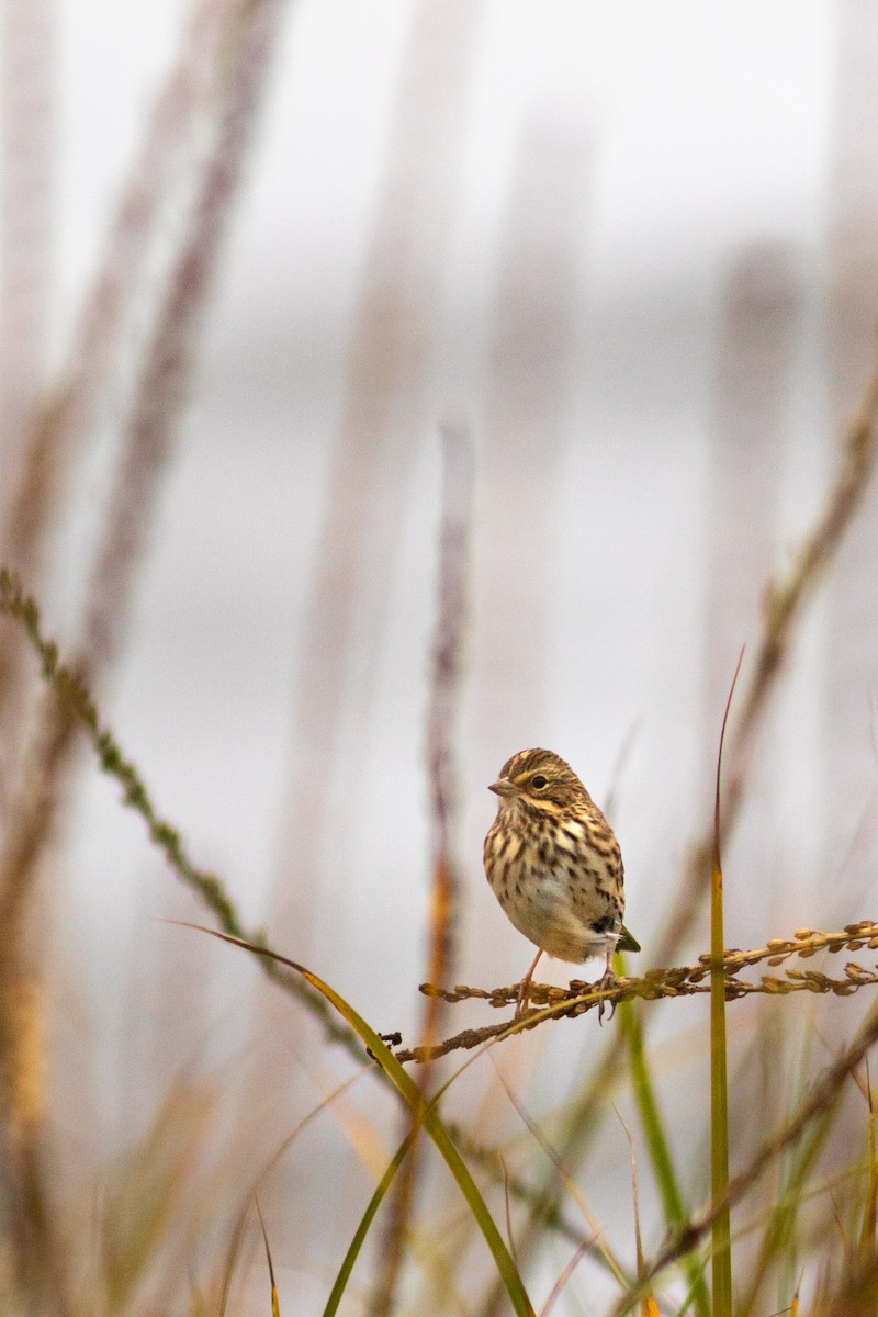 Savannah Sparrow - ML605643141