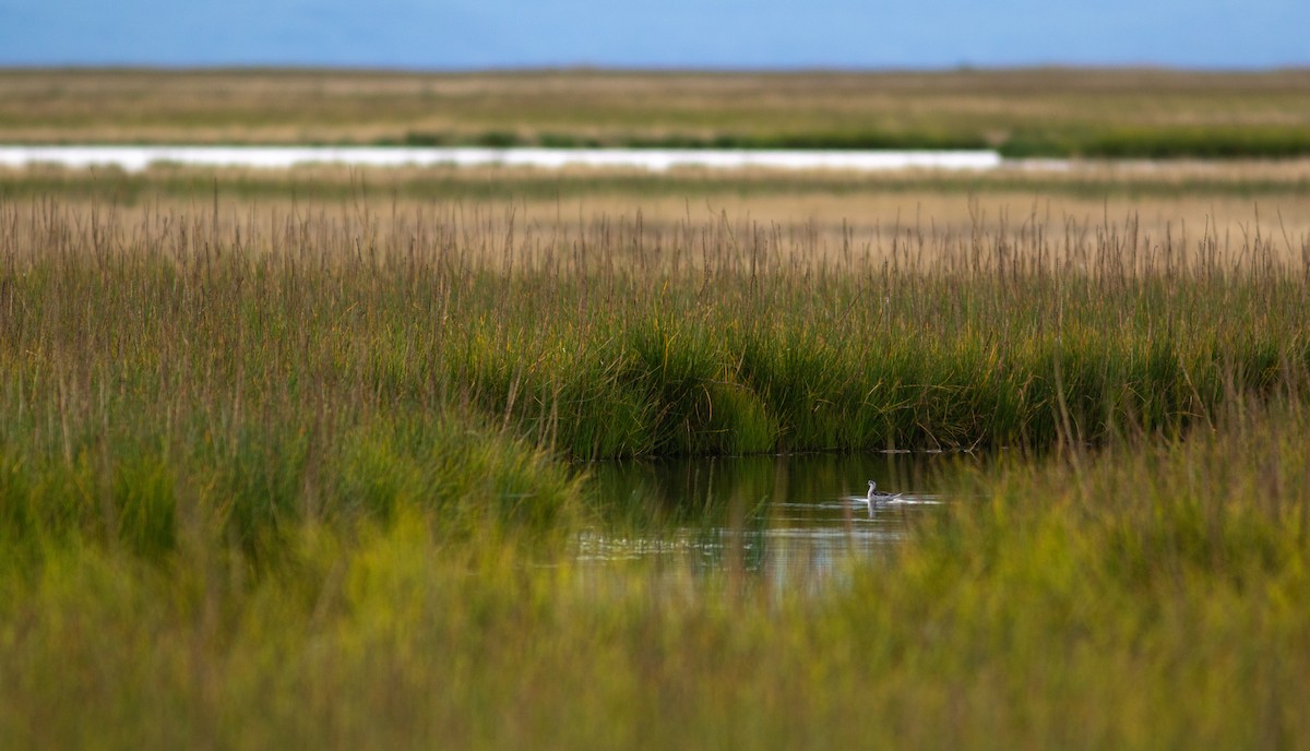 Red-necked Phalarope - ML605643371