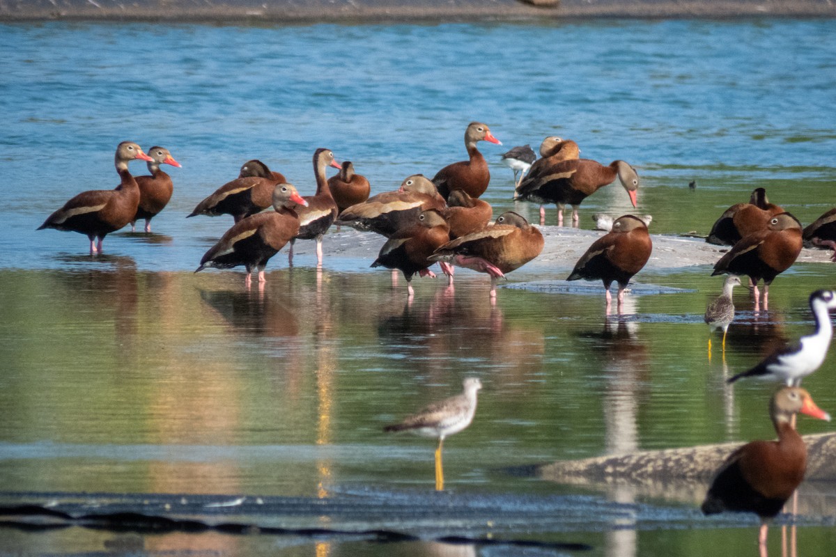 Black-bellied Whistling-Duck - ML605644951