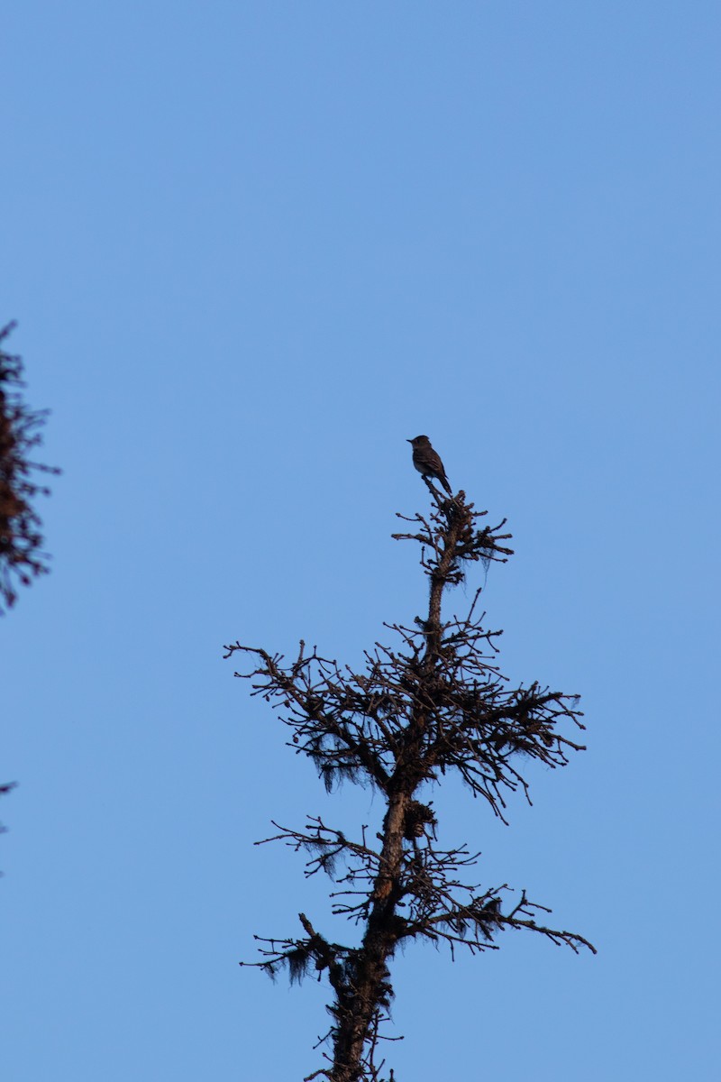 Western Wood-Pewee - ML605645421