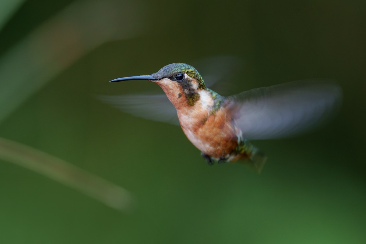 White-bellied Woodstar - ML605645521