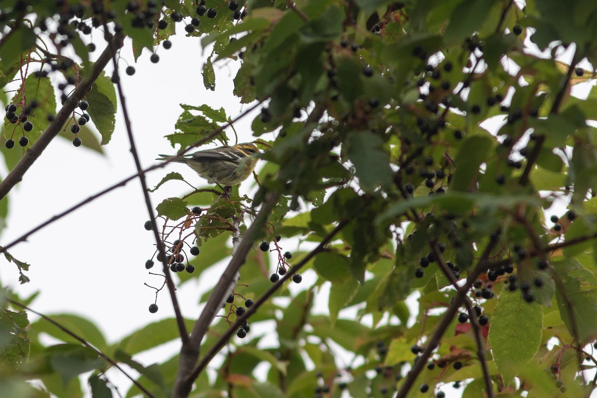 Townsend's Warbler - ML605645731