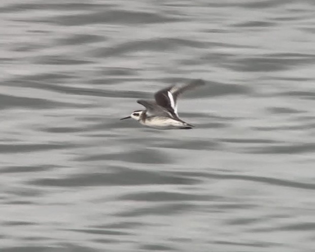 Phalarope à bec étroit - ML605646101