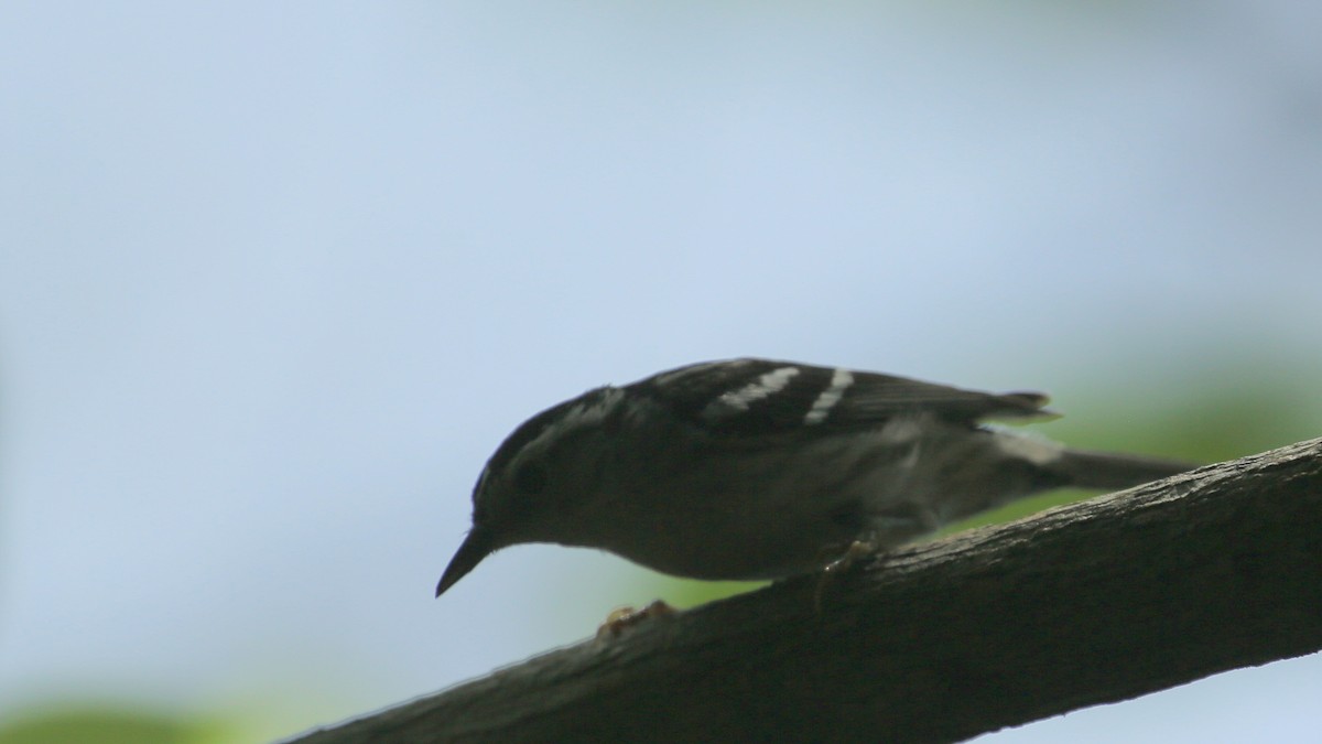 Black-and-white Warbler - ML60564611