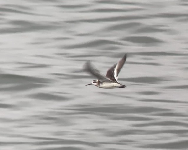 Phalarope à bec étroit - ML605646111