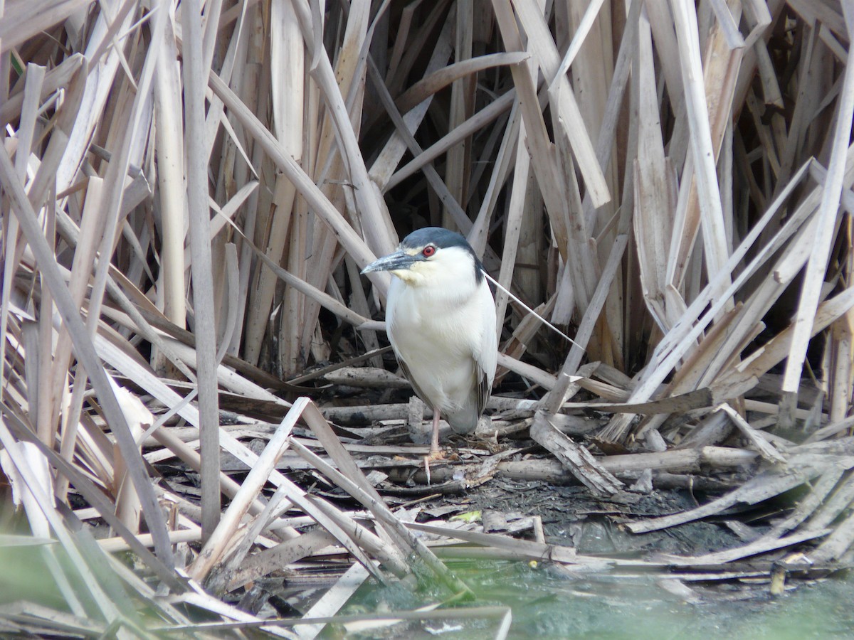 Black-crowned Night Heron - ML605646531