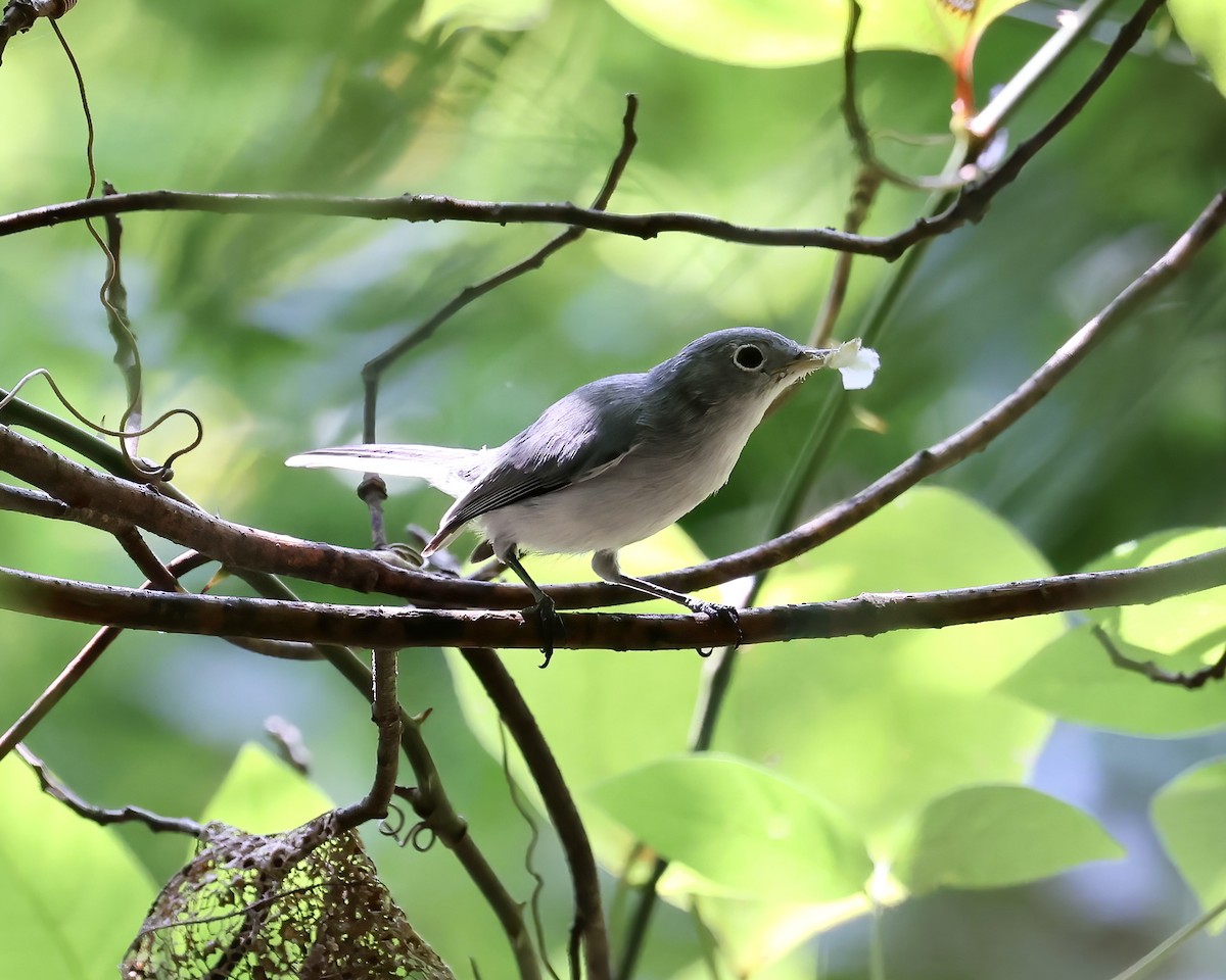 Blue-gray Gnatcatcher - ML605646751