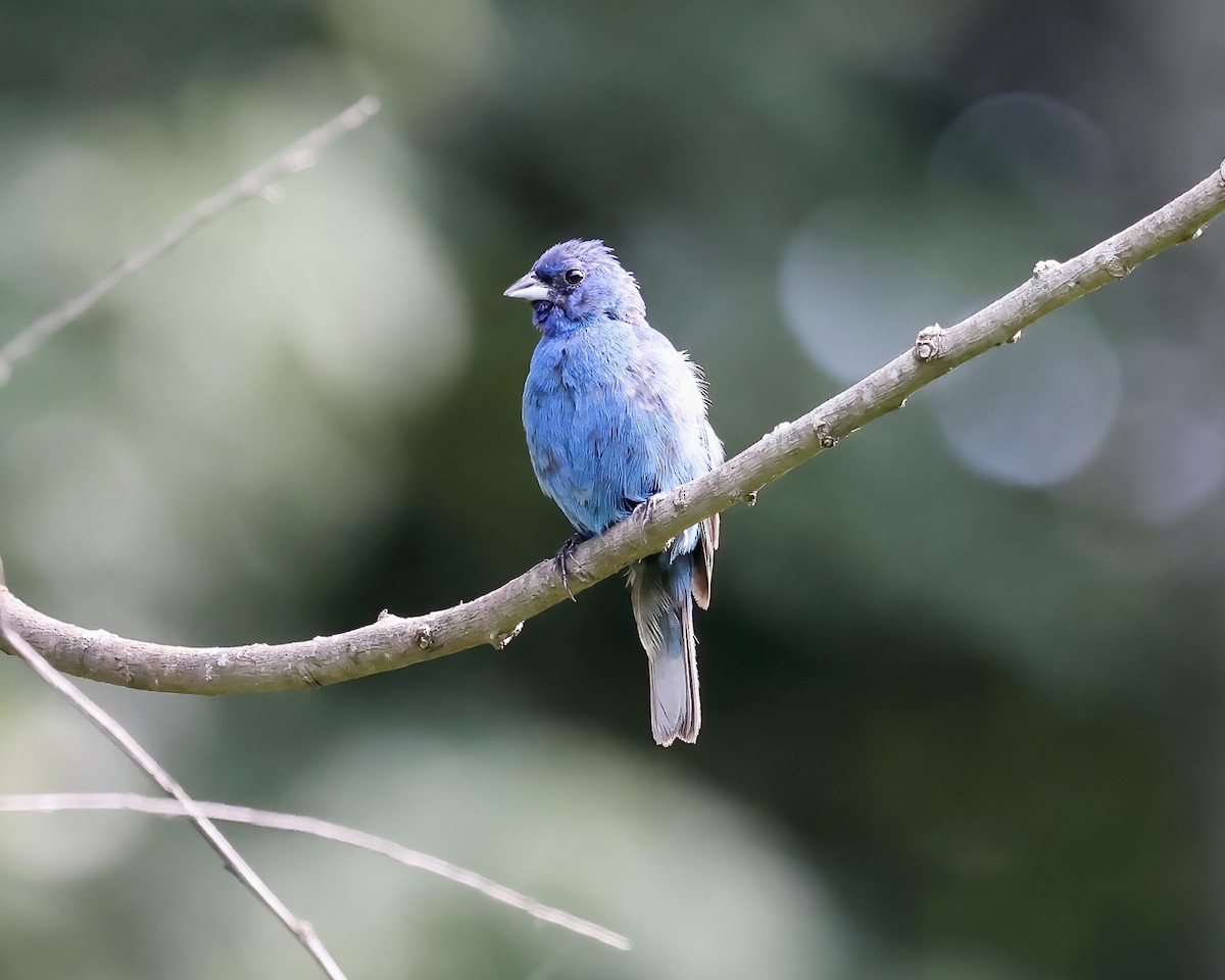 Indigo Bunting - ML605646761