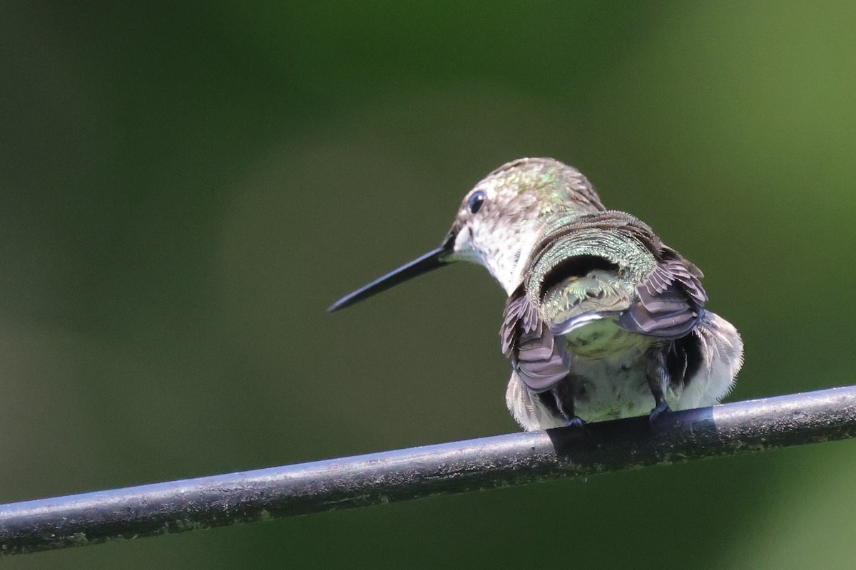 Ruby-throated Hummingbird - Tim Lenz