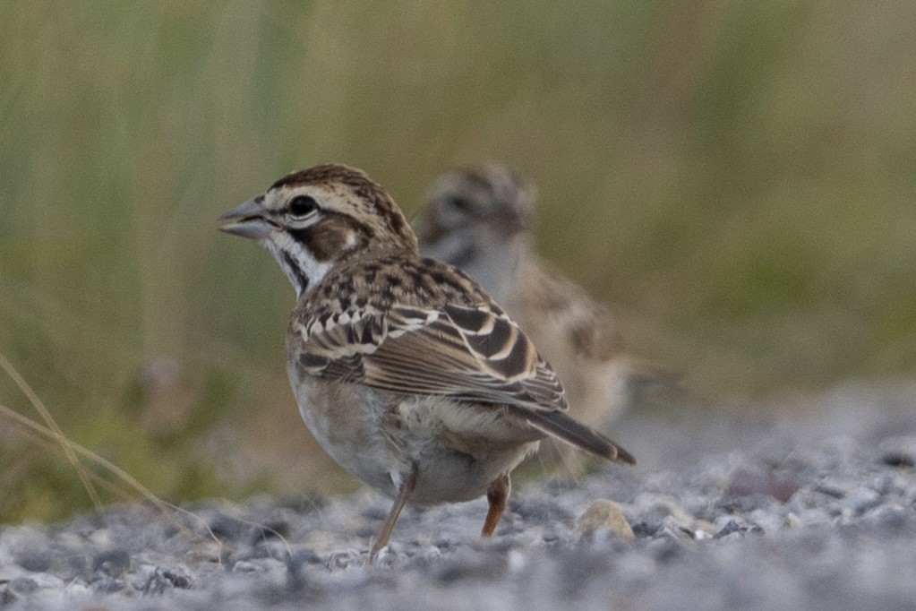 Lark Sparrow - Aiden Kenefick