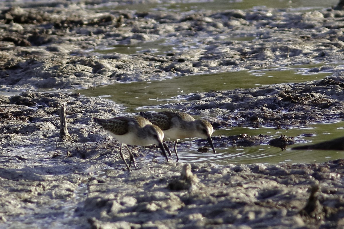 Western Sandpiper - ML605648191