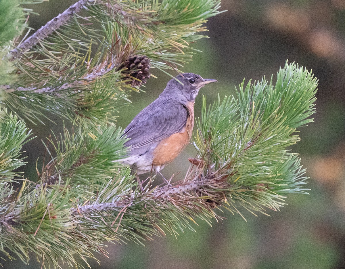 American Robin - Scott Berglund