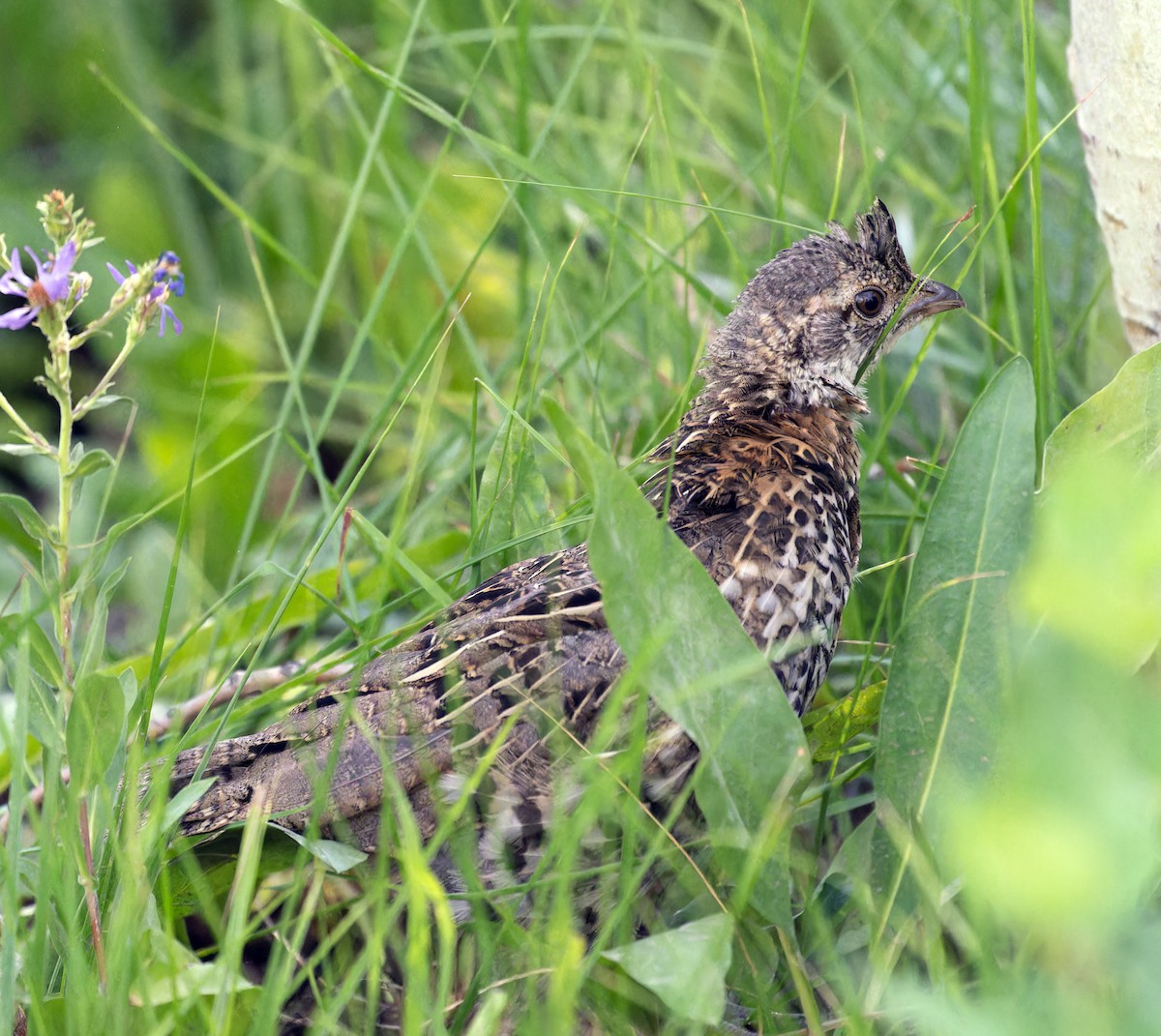 Ruffed Grouse - Scott Berglund