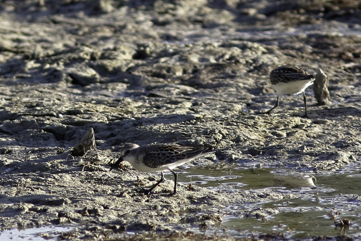 Western Sandpiper - ML605648391