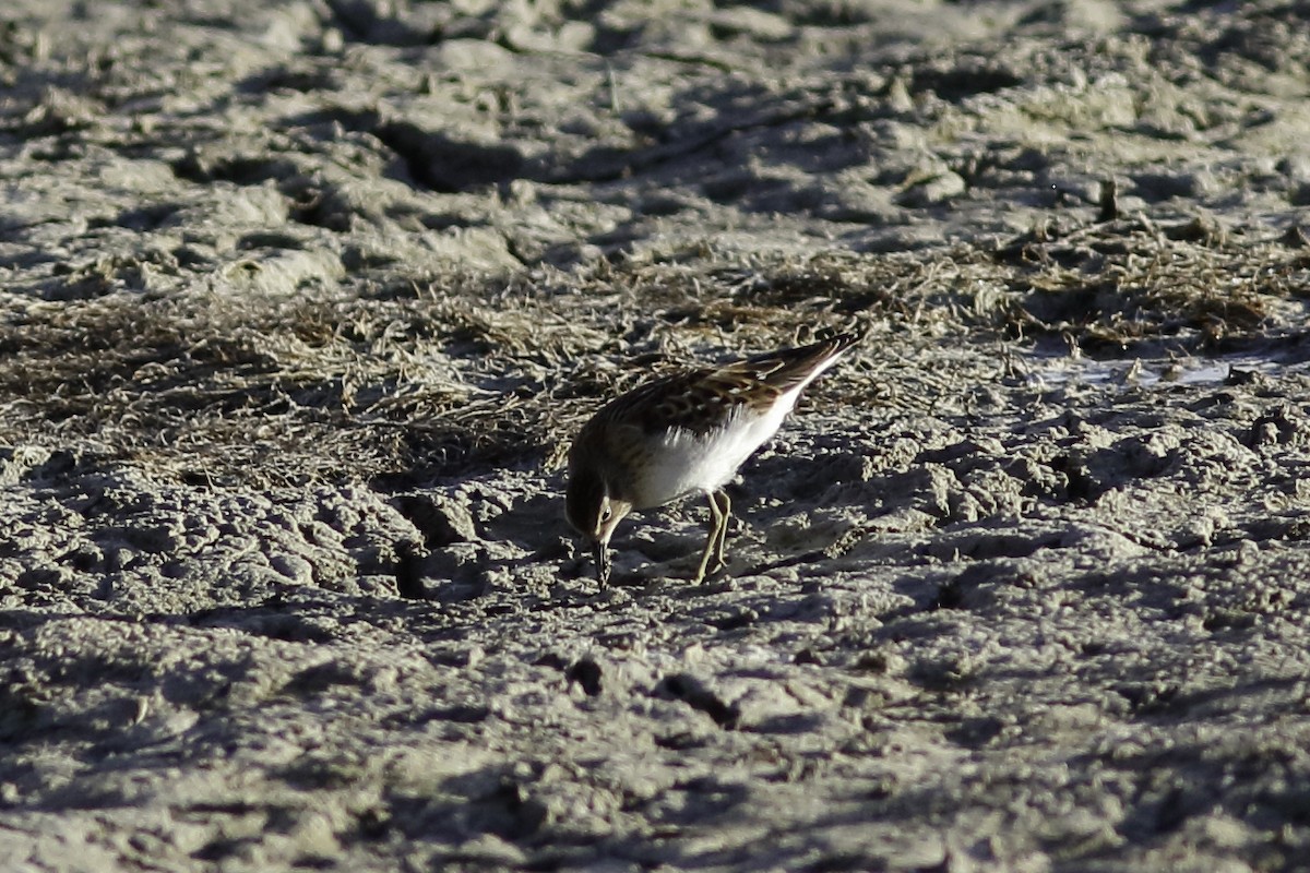 Least Sandpiper - ML605648521