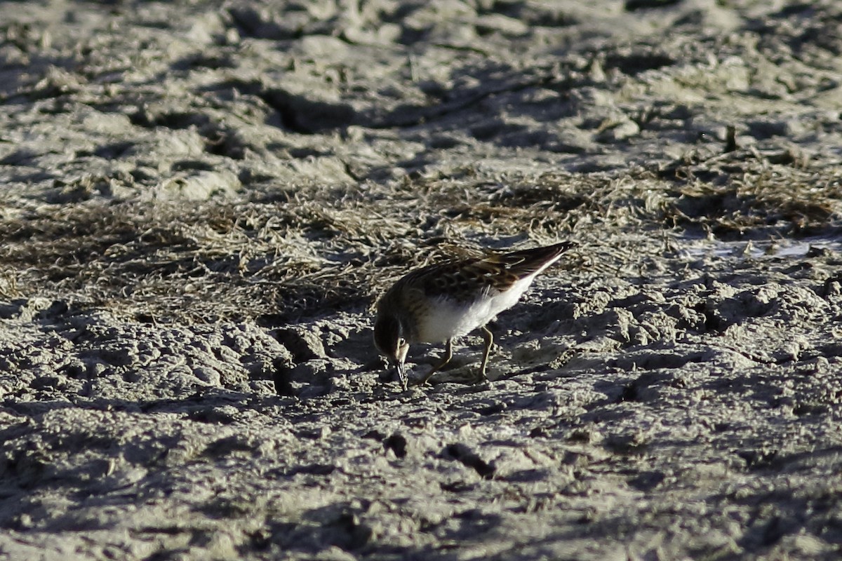 Least Sandpiper - ML605648621