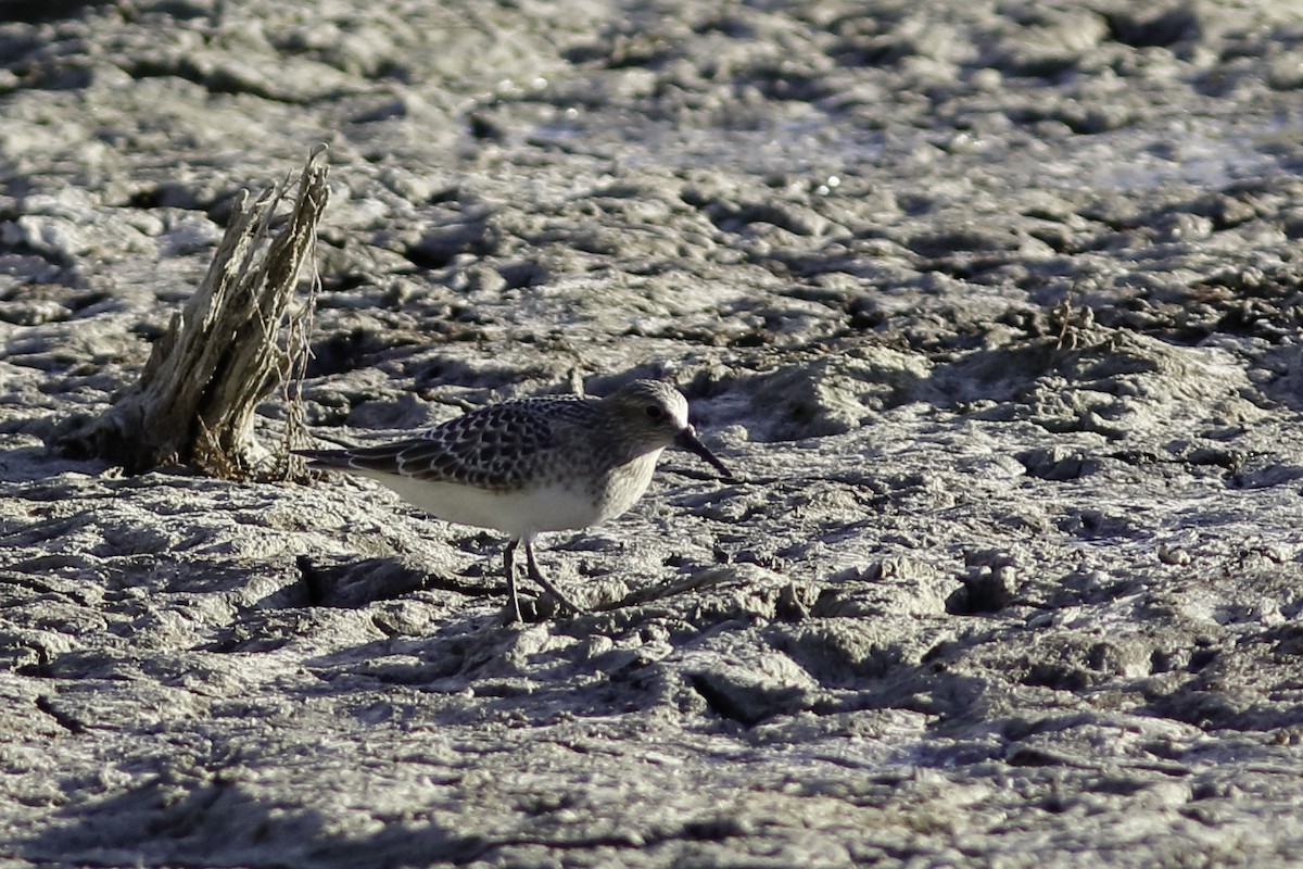 Baird's Sandpiper - ML605649171