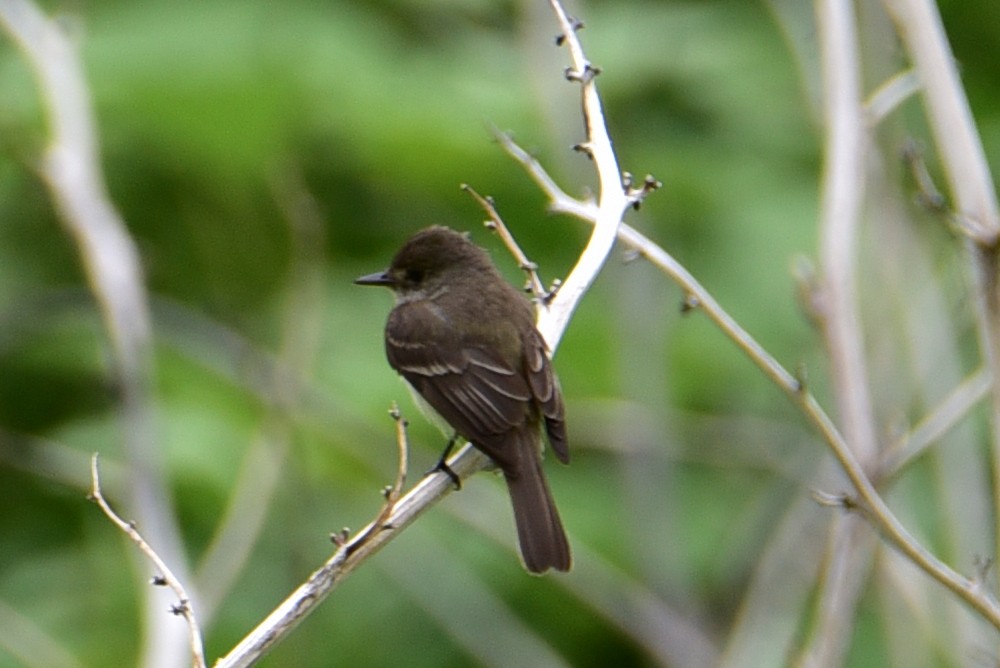 new world flycatcher sp. - ML605650941