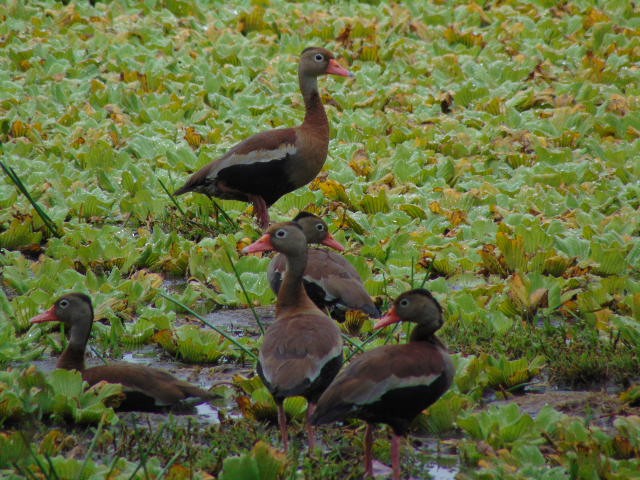Black-bellied Whistling-Duck - ML605651781