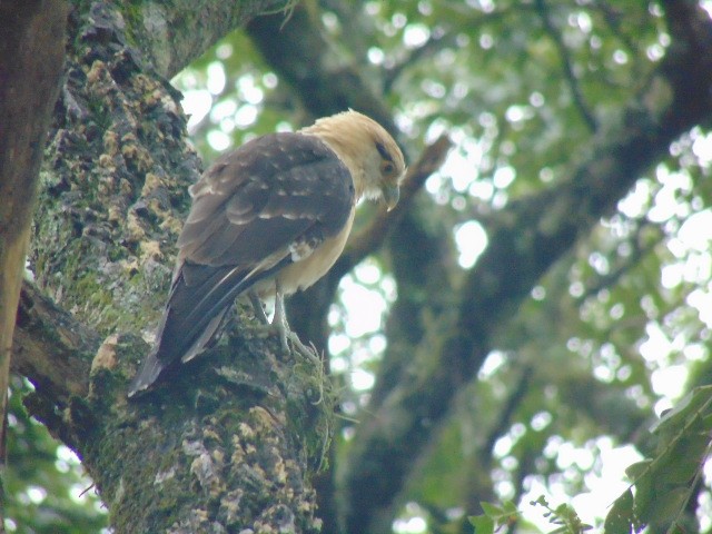 Yellow-headed Caracara - ML605651801