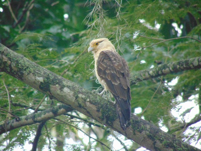 Yellow-headed Caracara - ML605651831
