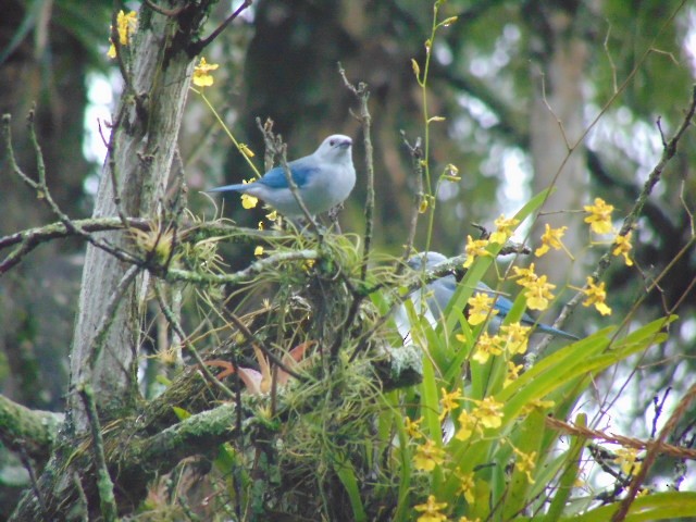 Blue-gray Tanager - ML605652001