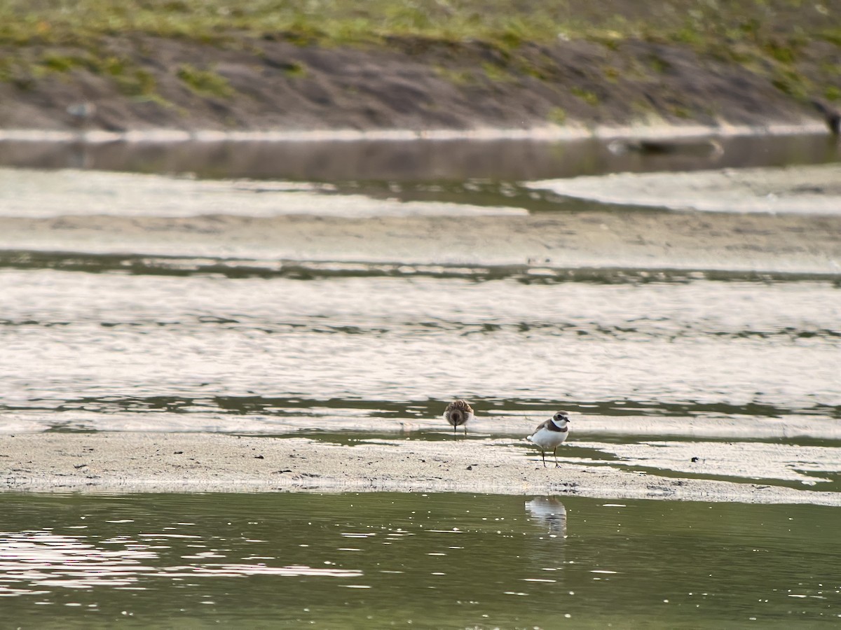 Semipalmated Plover - ML605652281