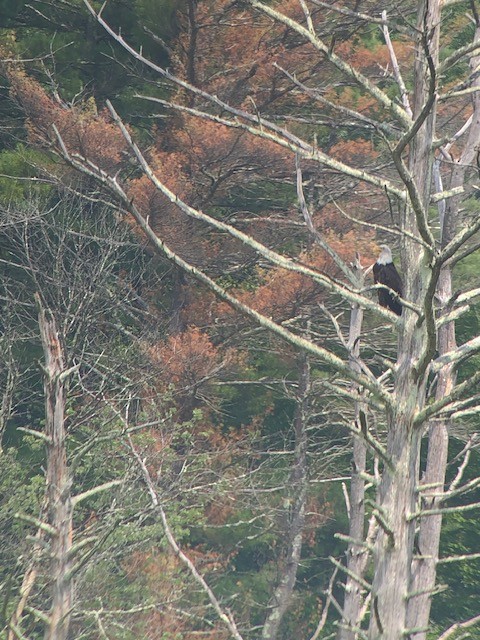 Bald Eagle - ML605652371