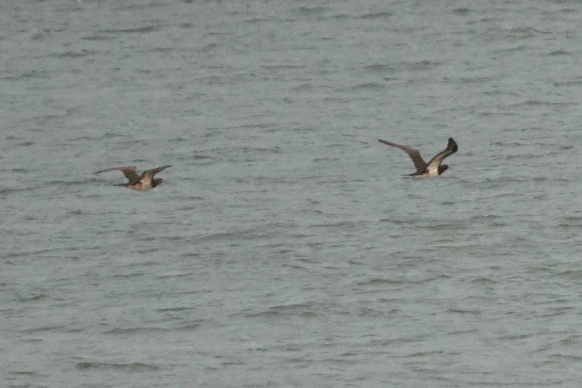 Cocos Booby - ML605652941