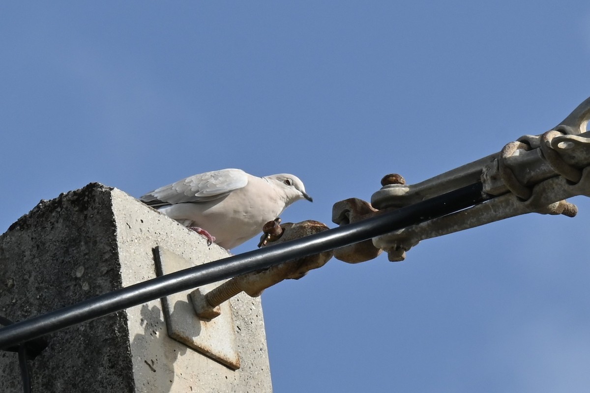 African Collared-Dove - ML605653871