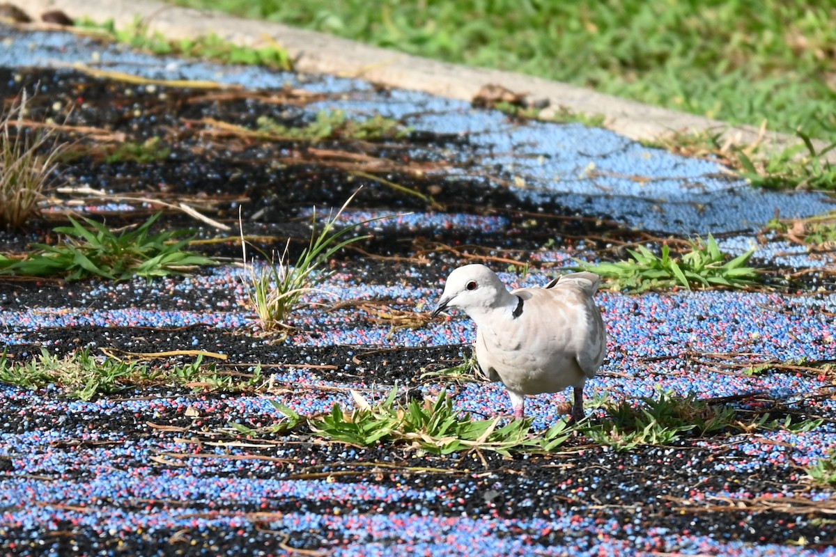 African Collared-Dove - ML605653881
