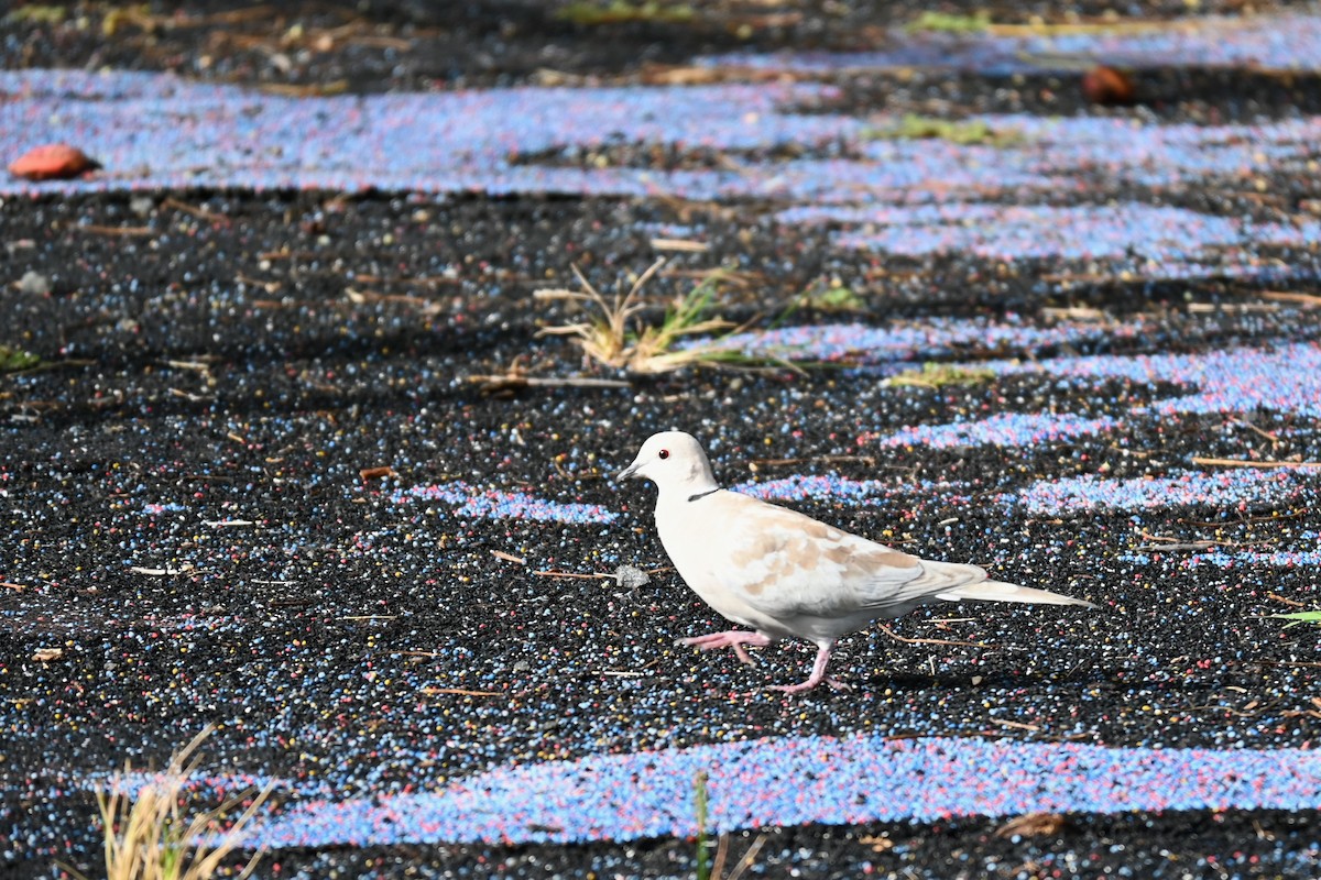 African Collared-Dove - ML605653891