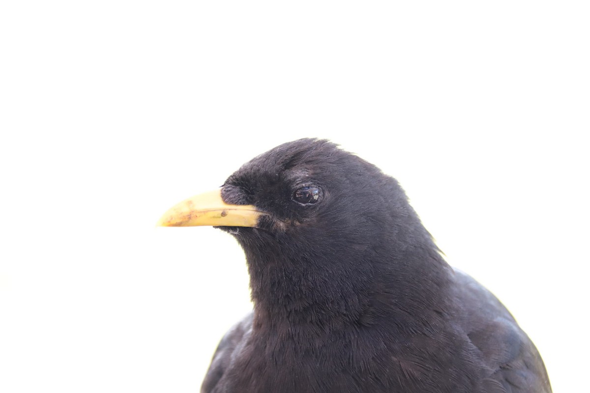 Yellow-billed Chough - Jannik Stipp