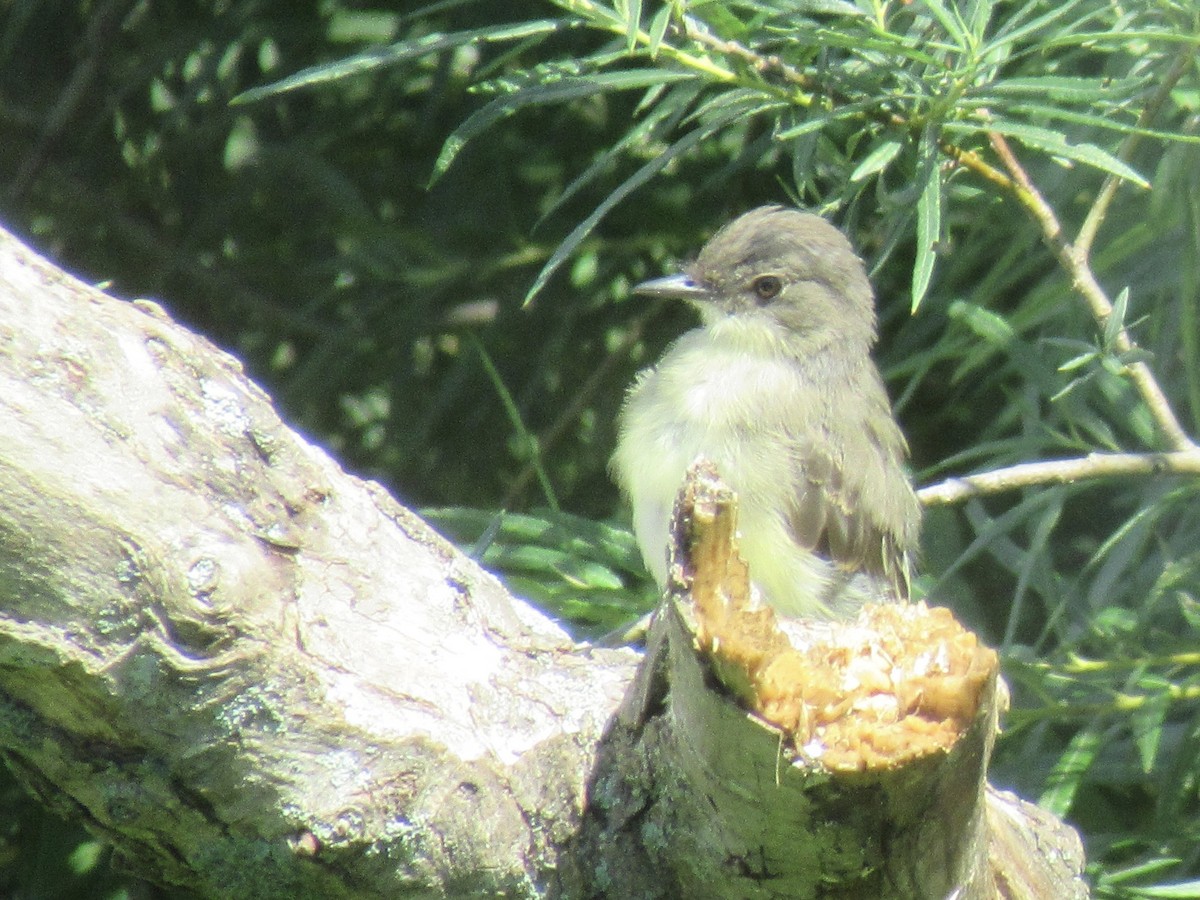 Eastern Phoebe - ML605656271