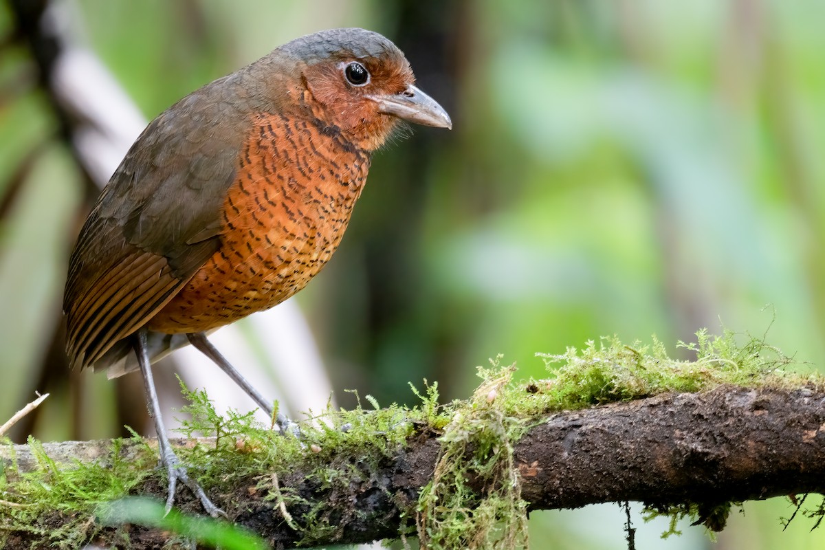 Giant Antpitta - ML605656701