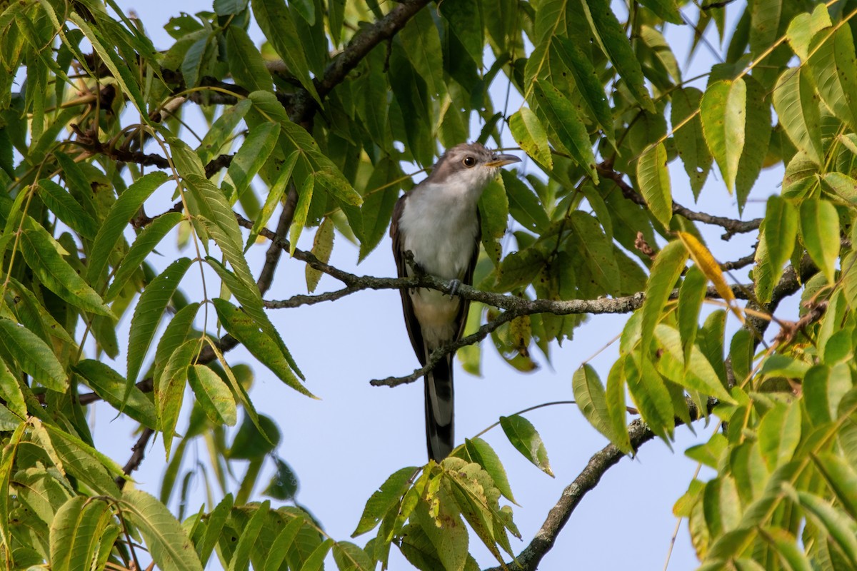 Yellow-billed Cuckoo - ML605657471