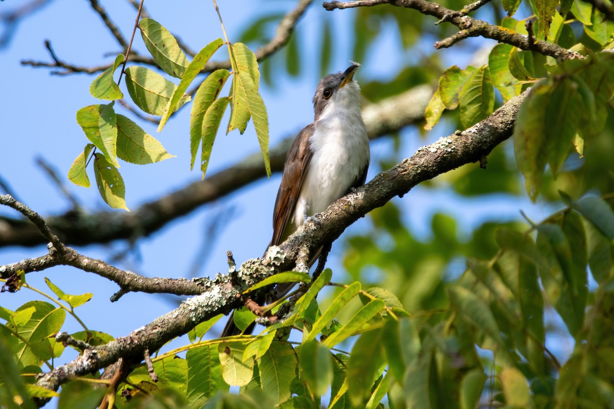 Yellow-billed Cuckoo - ML605657481