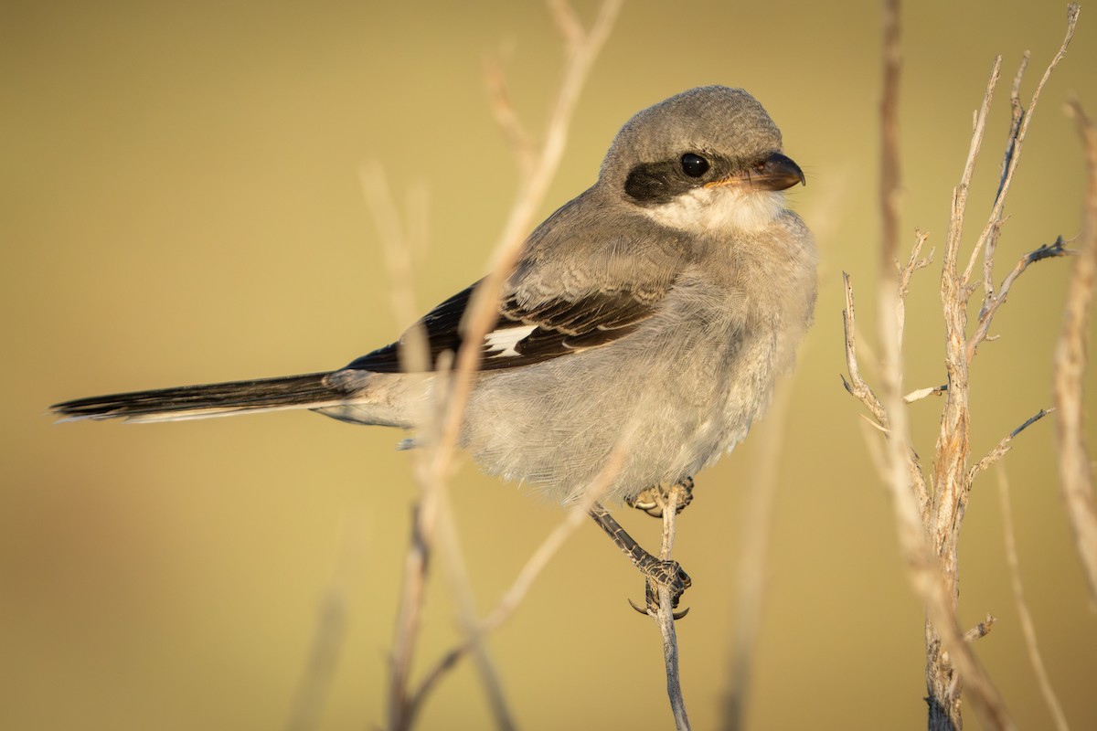 Pie-grièche migratrice - ML605658421