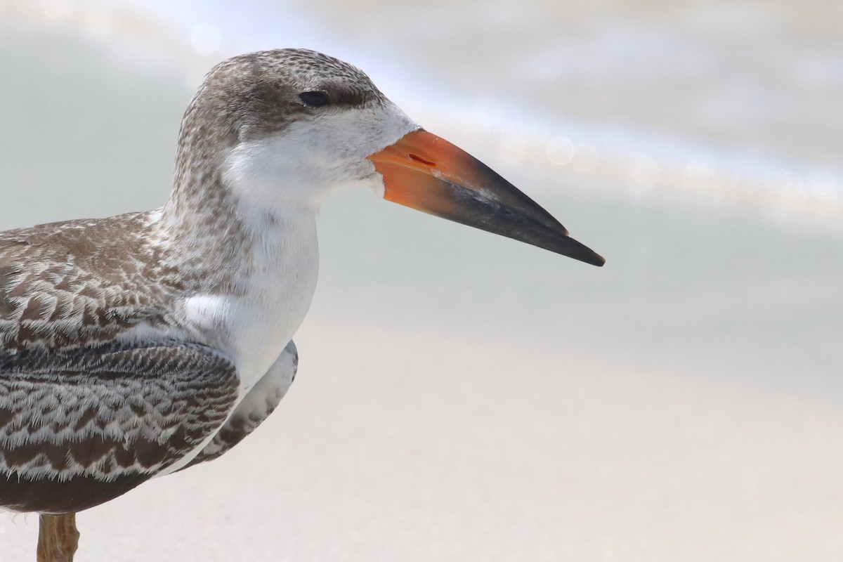 Black Skimmer - ML605658481
