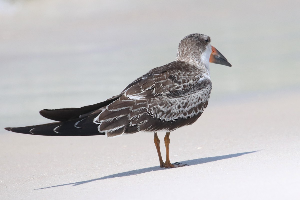 Black Skimmer - ML605658491