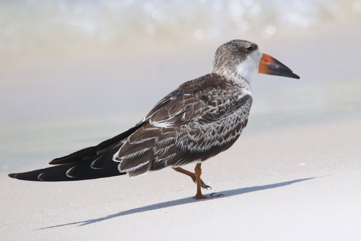 Black Skimmer - ML605658501
