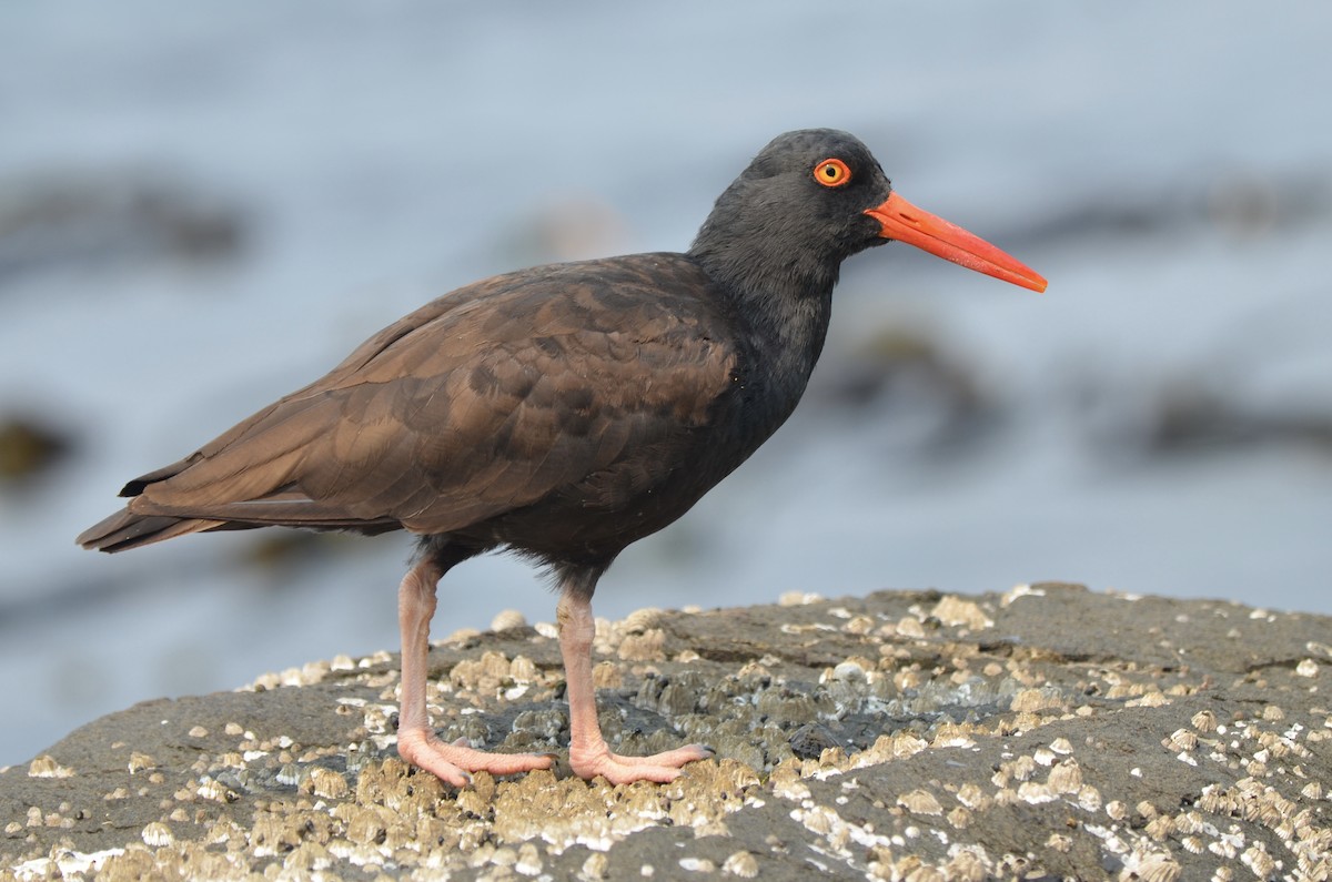 Black Oystercatcher - ML605658631