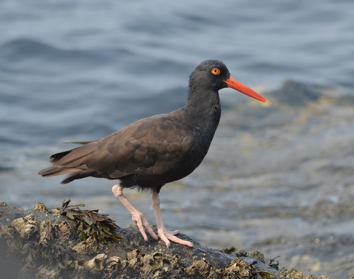 Black Oystercatcher - alex towers