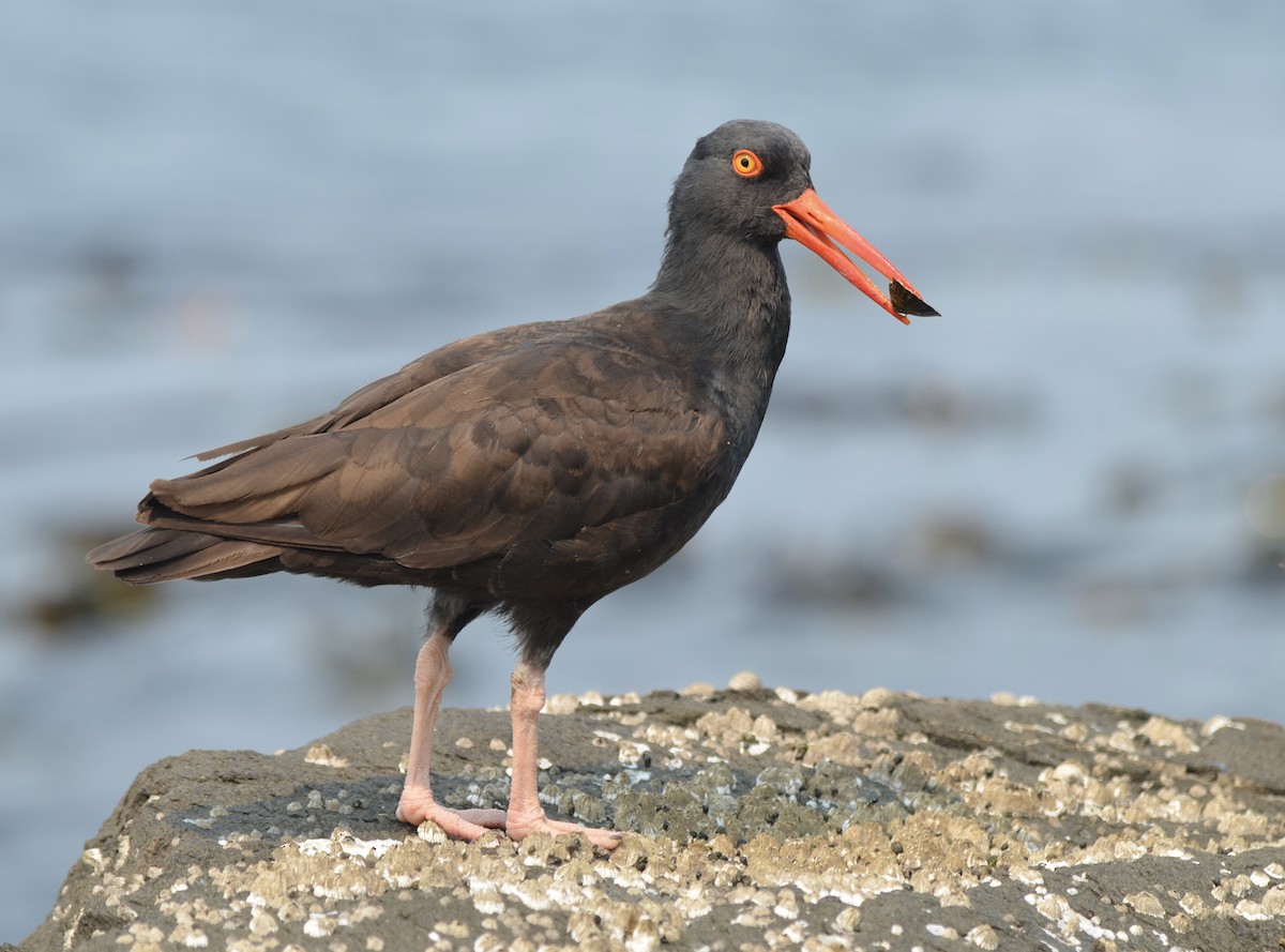 Black Oystercatcher - alex towers