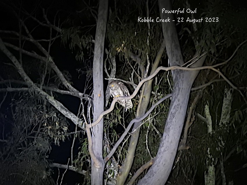 Powerful Owl - Marie Tarrant