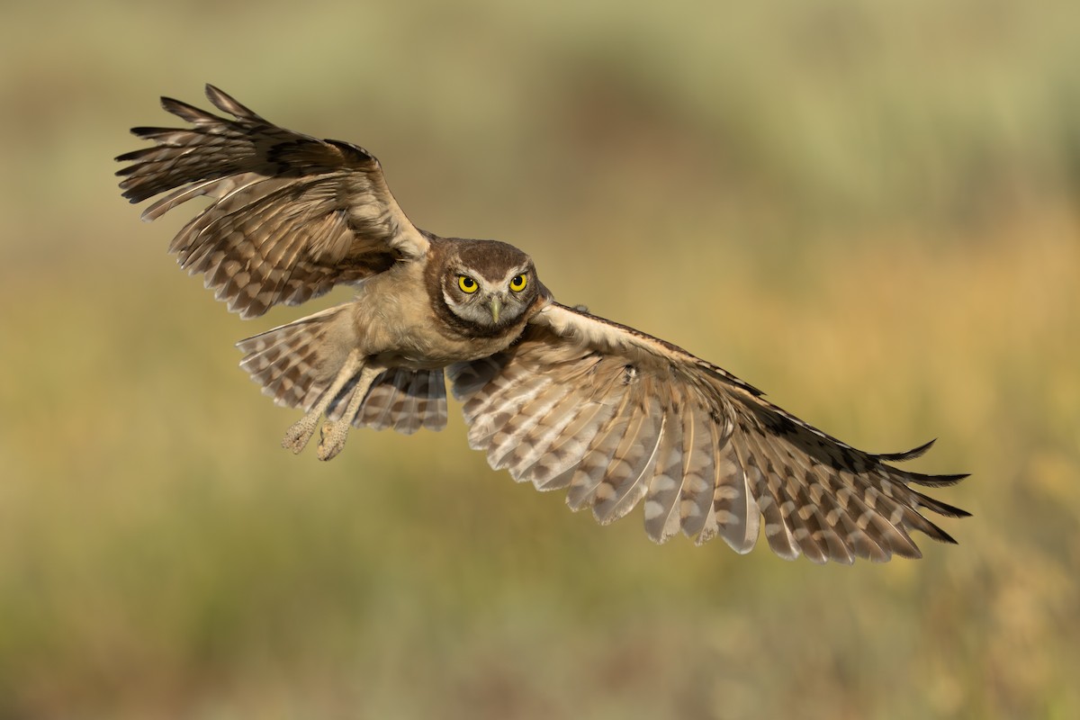 Burrowing Owl - ML605659611