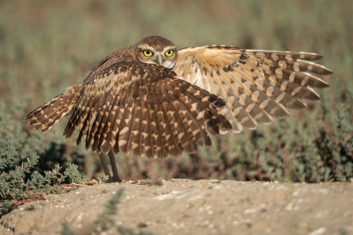 Burrowing Owl - ML605659671