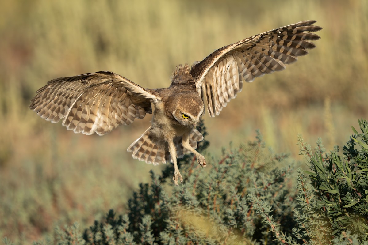 Burrowing Owl - ML605659691