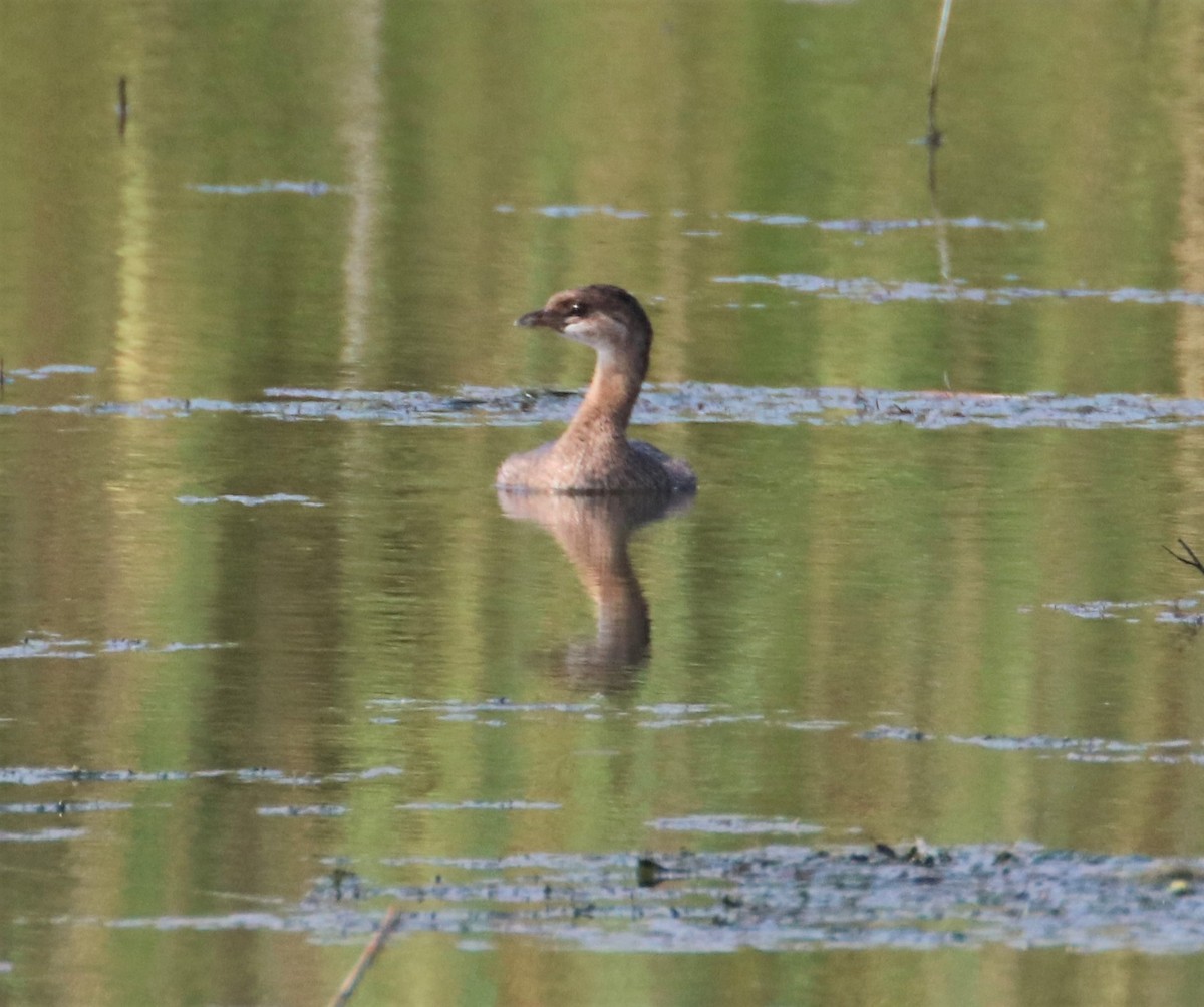 Pied-billed Grebe - ML605660621